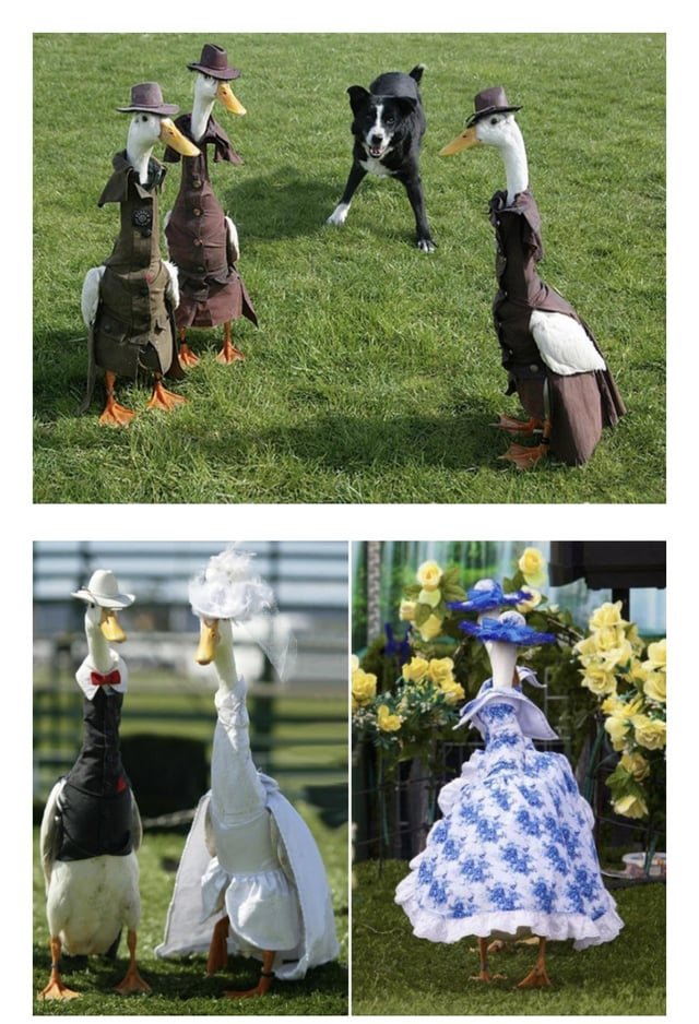 Sydney Duck Fashion Show